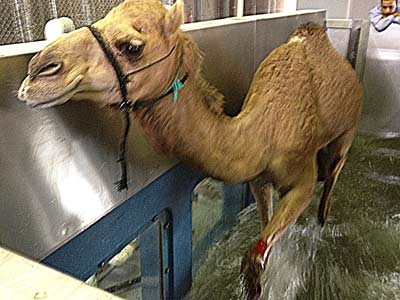 HydroCo Camel Treadmill